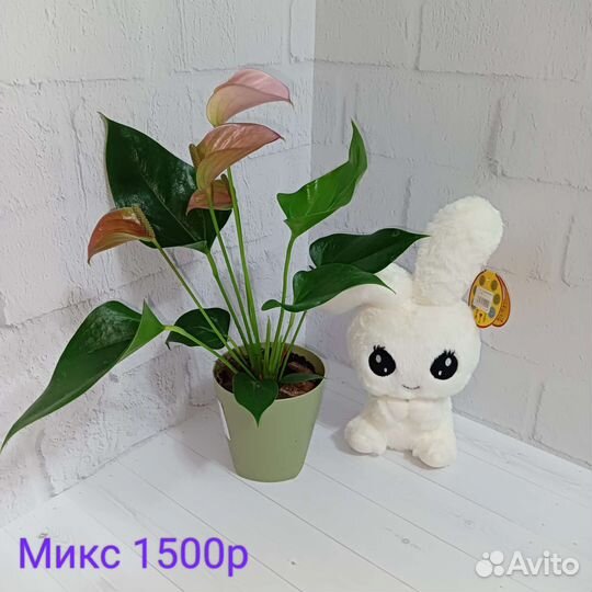 Подарок на день рождения