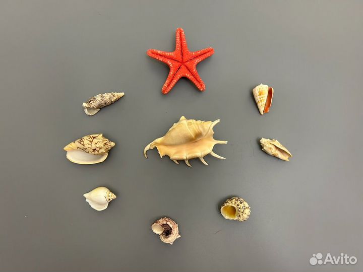 Ракушки морские