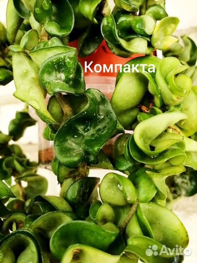 Хойи продажа