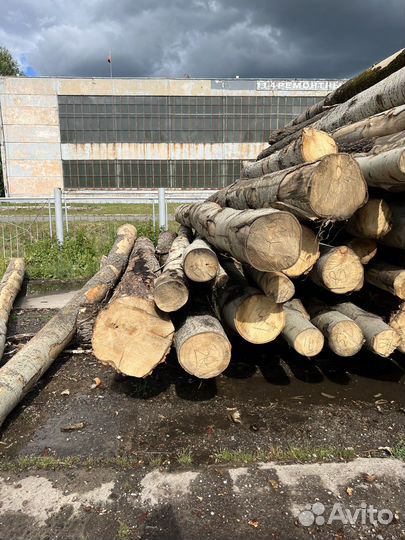 Лес Кругляк осина