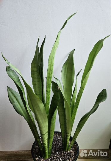 Сансевиерия муншайн, фикус Бенджамина