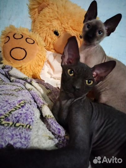 Канадский сфинкс браш