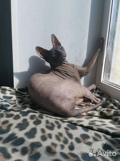 Кошечка Сфинкс в добрые руки