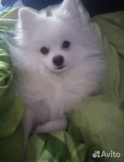 Вязка собак шпиц