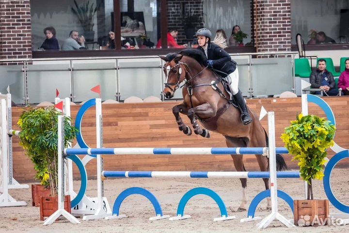 Продается кобыла 6 лет