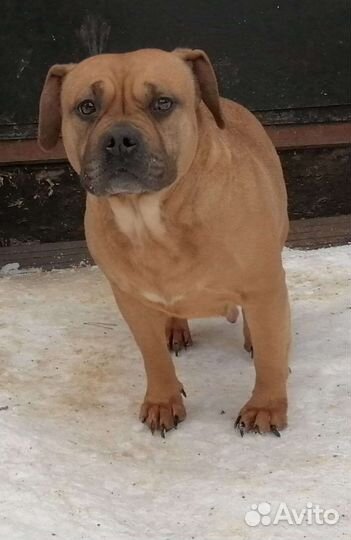 Французский бульдог крупный