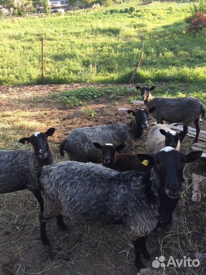 Романовские овцы