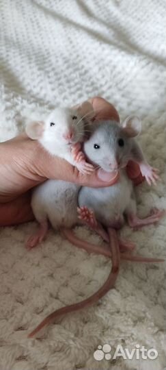 Крыска-дамбо