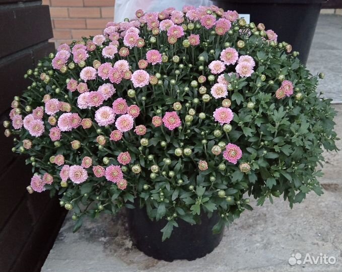 Хризантема мультифлора (черенок)