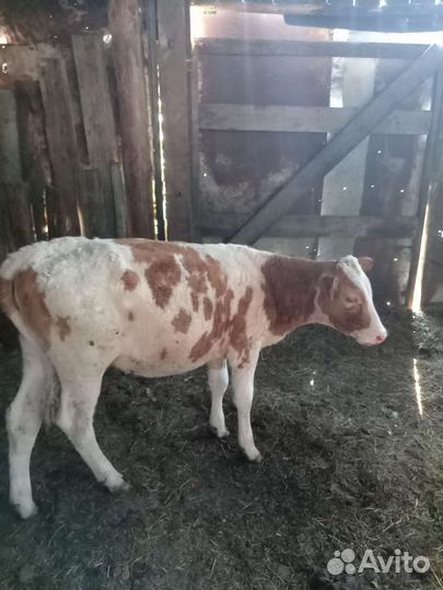 Корова дойная