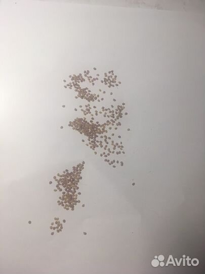 Семена паслёна чёрного (поздника) - 10+ штук