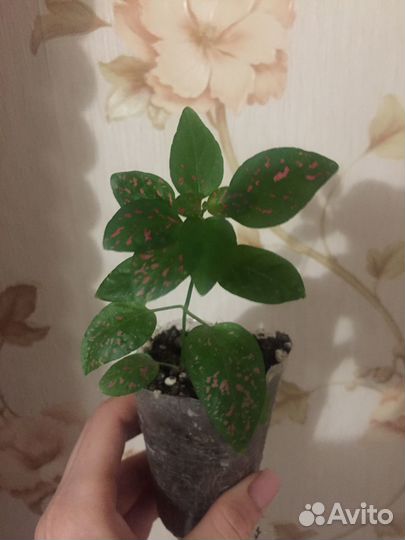 Гипоэстесс 2 расцветки