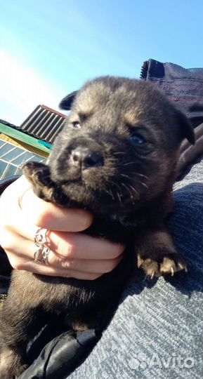 Даром щенок