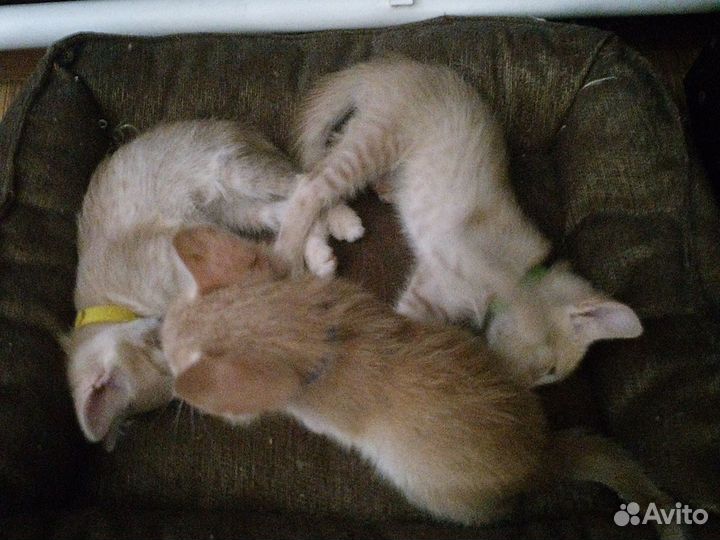 Кошка в дар