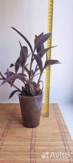 Традесканция фиолетовая (пурпурная)