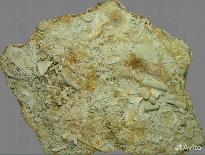 Окаменелое морское дно (танатоценоз) и Нуммулиты