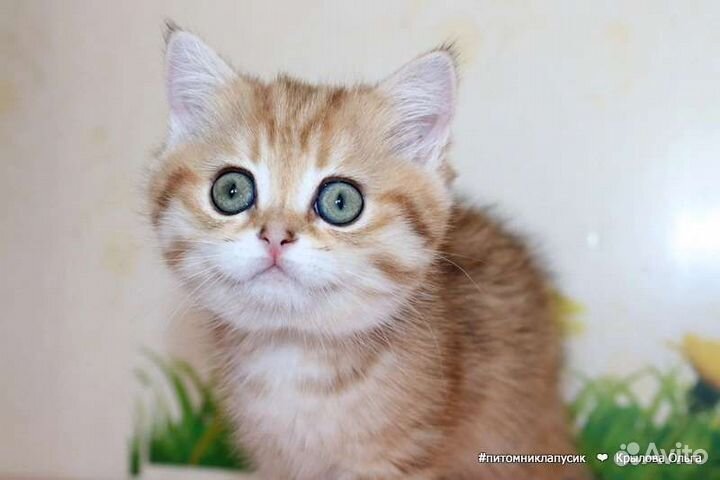 Шотландские и британские золотые котята