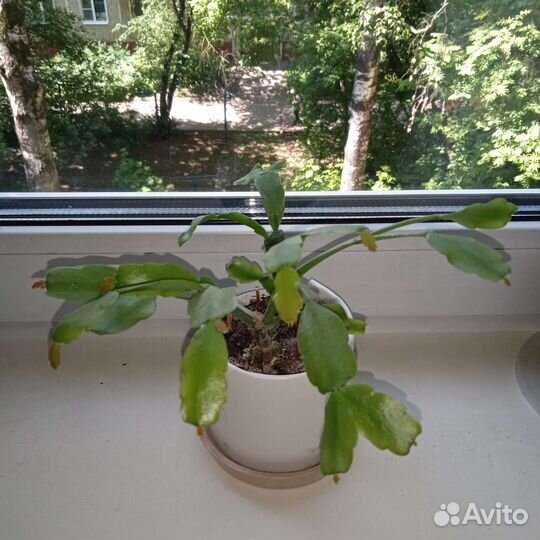 Декабрист с Этого Фото. Доставлю