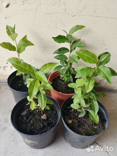 Виноград Изабелла