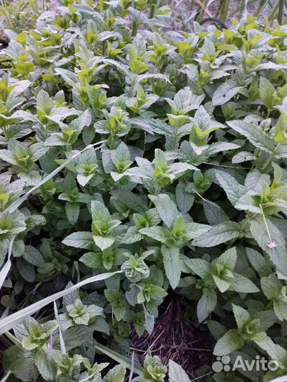 Мята ананасная, ореховая и др