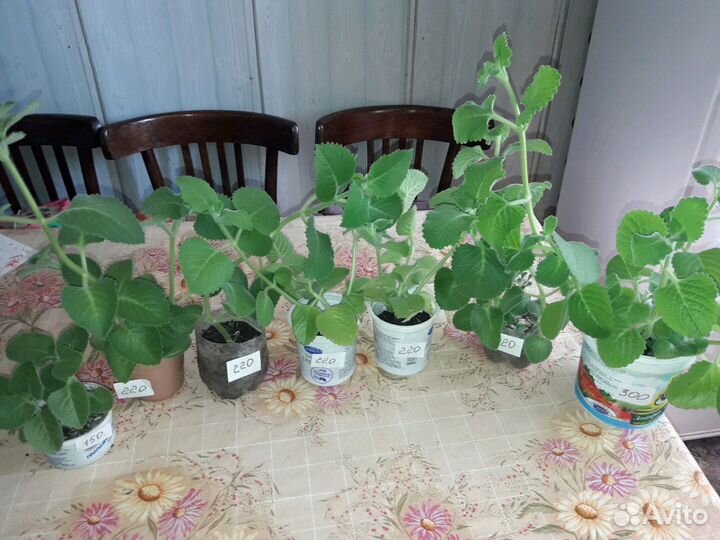 Комнатная мята