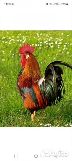 Куры и петухи брама