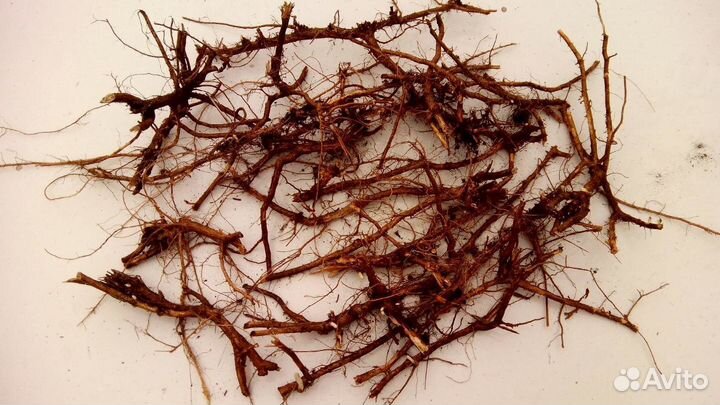 Корни и саженцы Кипрея / Иван-чая