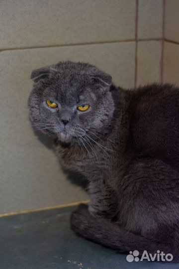 Котик Март ищет дом