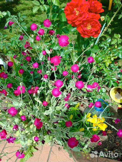 Лилии жёлтые, очень красивые