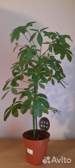 Комнатные цветы шефлера