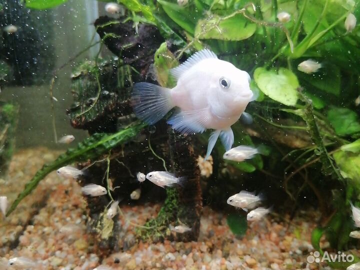 Платиновый попугай, рыбки, мальки