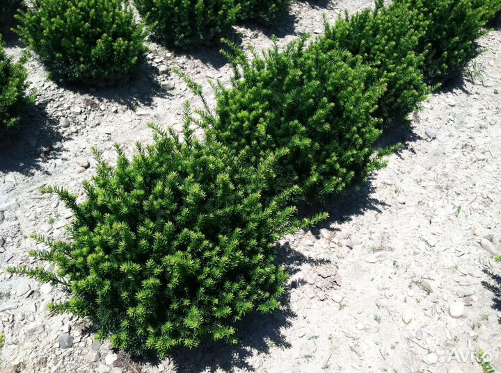 Тис ягодный