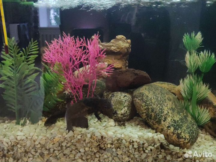 Аквариум