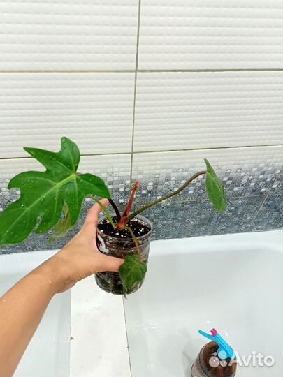 Филодендроны сортовые (часть1)