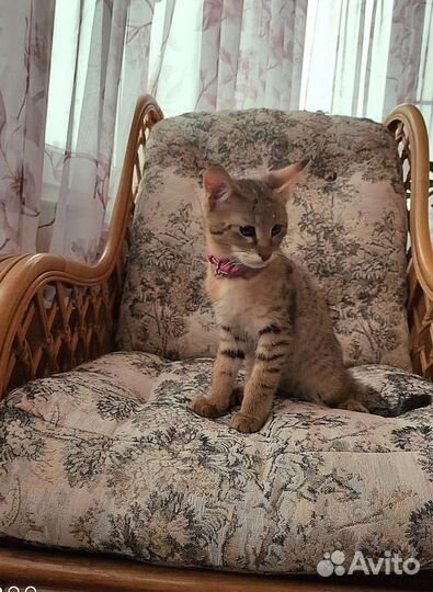 Чаузи ф1 кошка