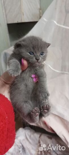 Британские вислоухие котята серые