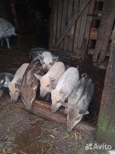 Поросята Венгерская мангалица