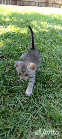 Котята от британской кошки