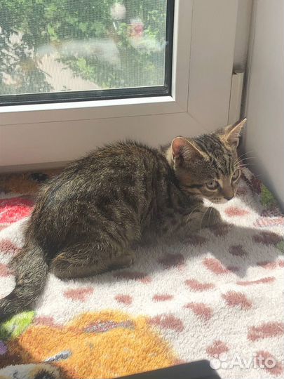 Котенка тобби