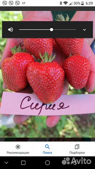 Земклуника Купчиха, клубника