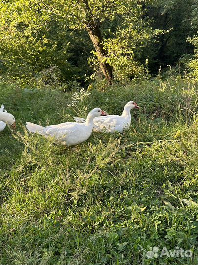 Гуси, индоутки