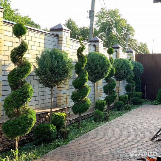 Туи Западные Смарагд