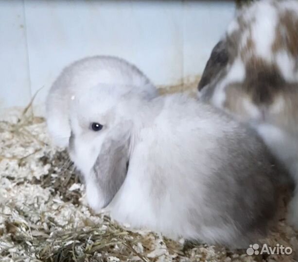 Вислоухие крольчата Минилопы