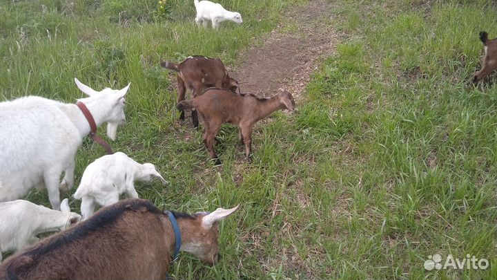 Козлики нубийцы