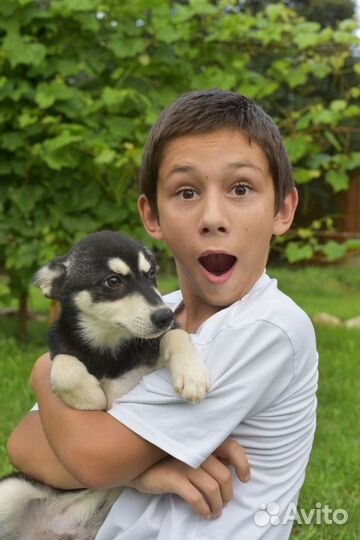 Щенок аляскинссого кли кая