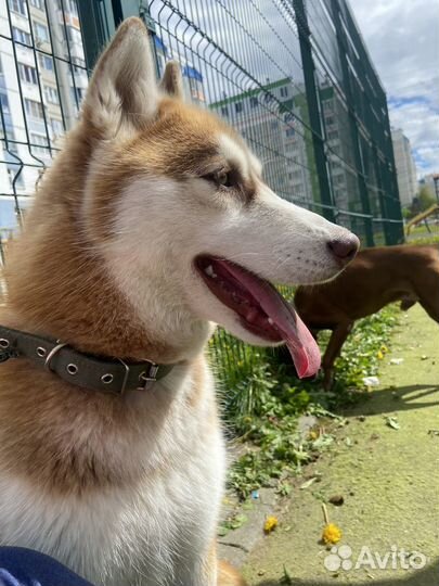 Собака, сибирский хаски