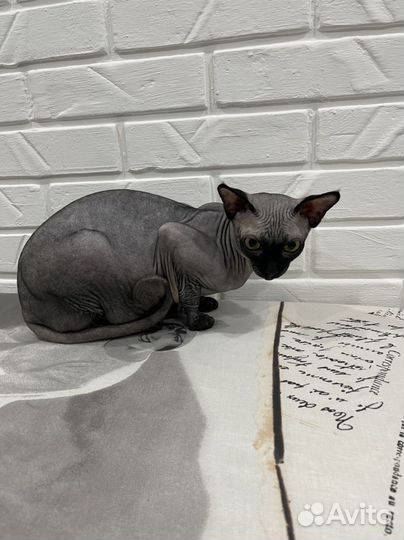 Вязка,мальчик