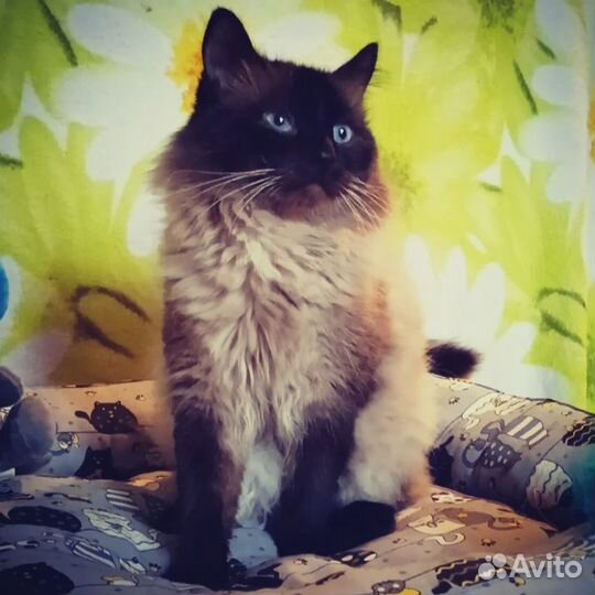 Кот в добрые руки