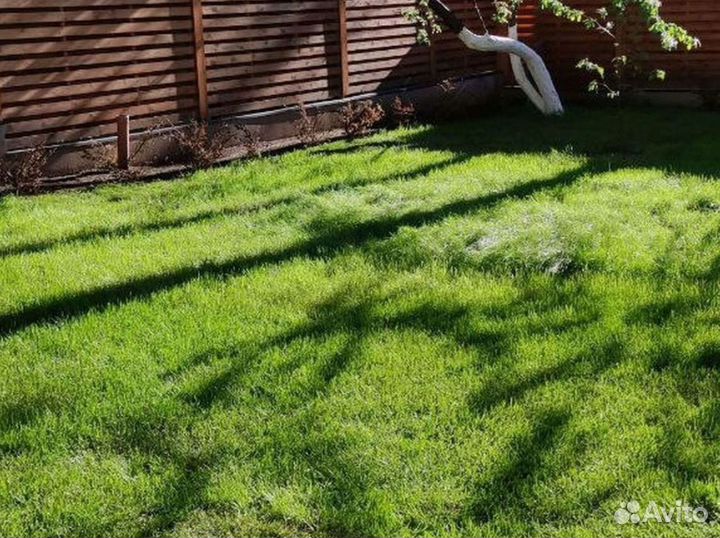 Качественный газон премиальный