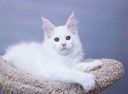 Мейн-кун котенок белый солид